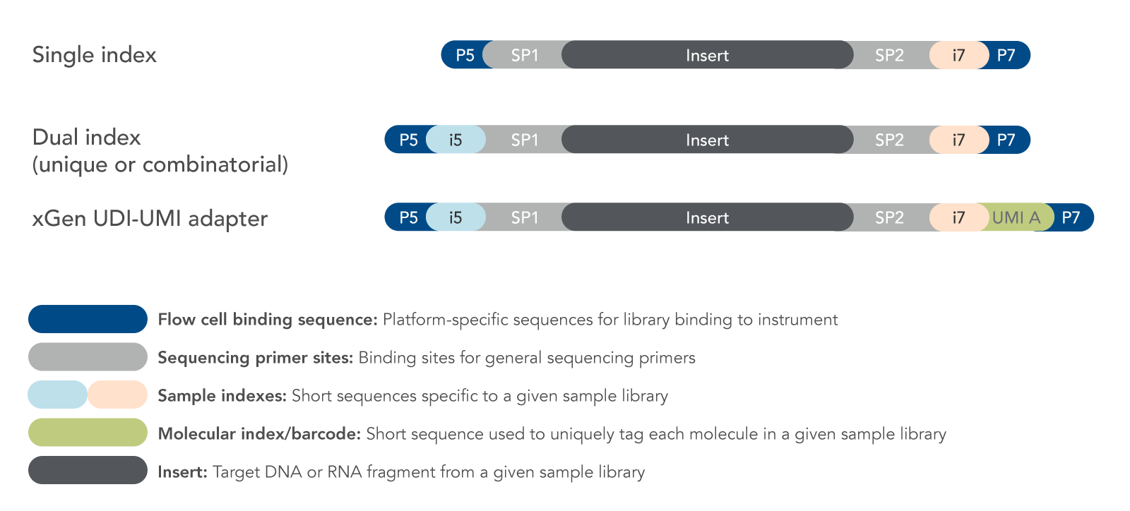 Adapters include single indexes, dual indexes, or unique molecular indexes (UMIs) in addition to flow cell binding and sequencing primer binding sites.