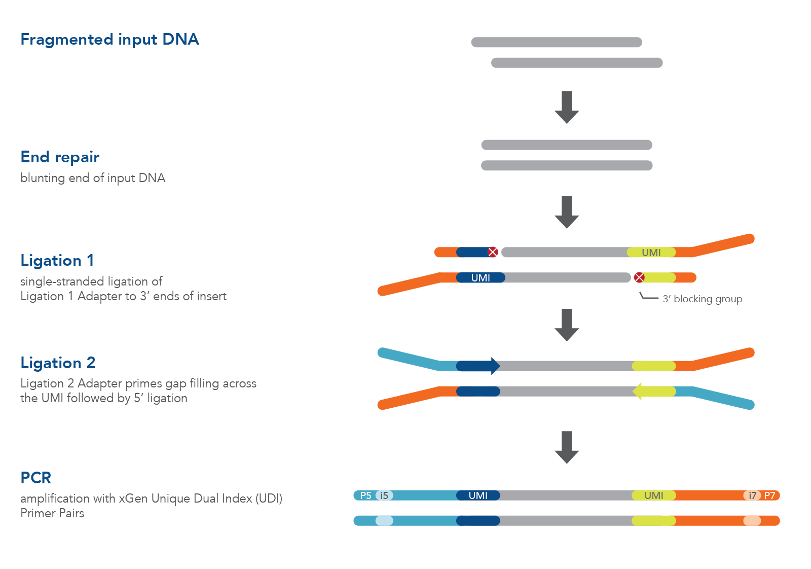 XGen Prism DNA Library Prep Kit For NGS | IDT