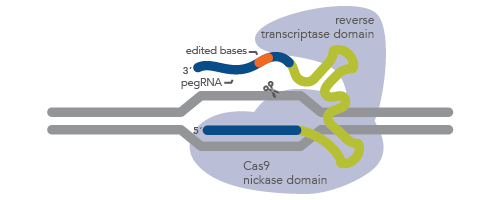 CRISPR prime editing requires a long guide RNA and a Cas9 nickase–reverse transcriptase fusion protein