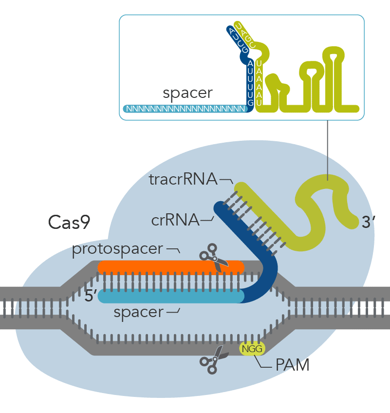 Cas9 detail with PAM site Cas9 detail with PAM site
