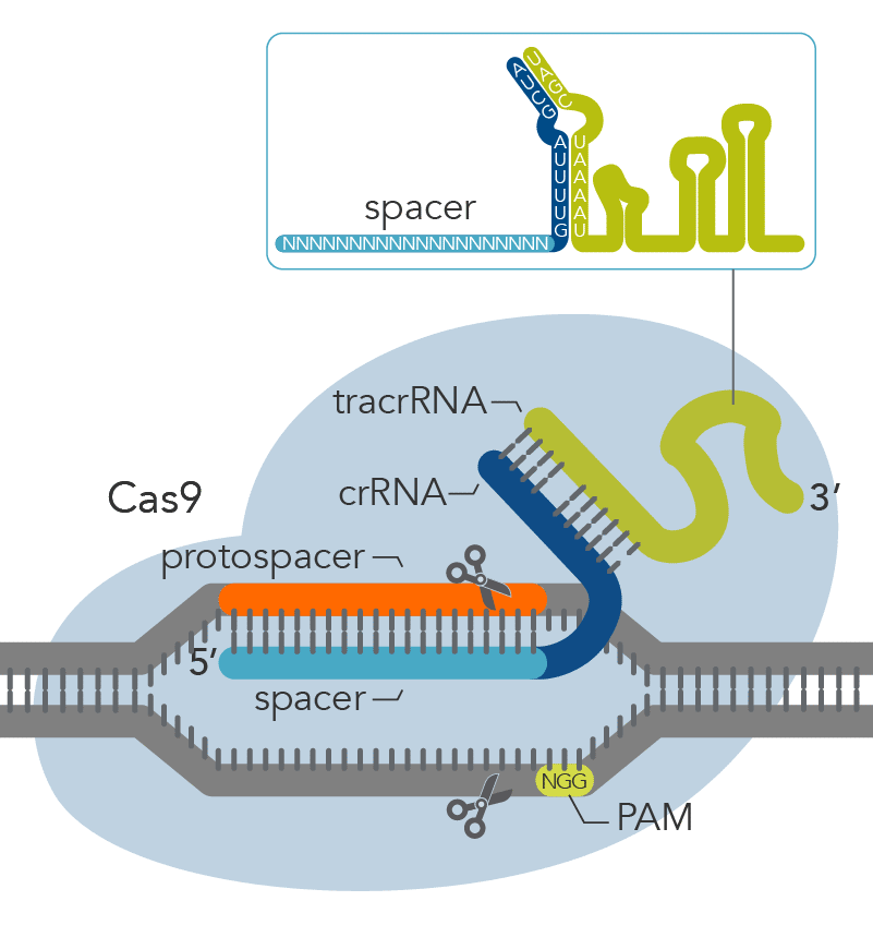 Cas9 detail with PAM site 