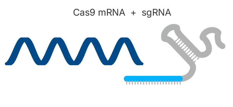 Cas9 mRNA plus sgRNA