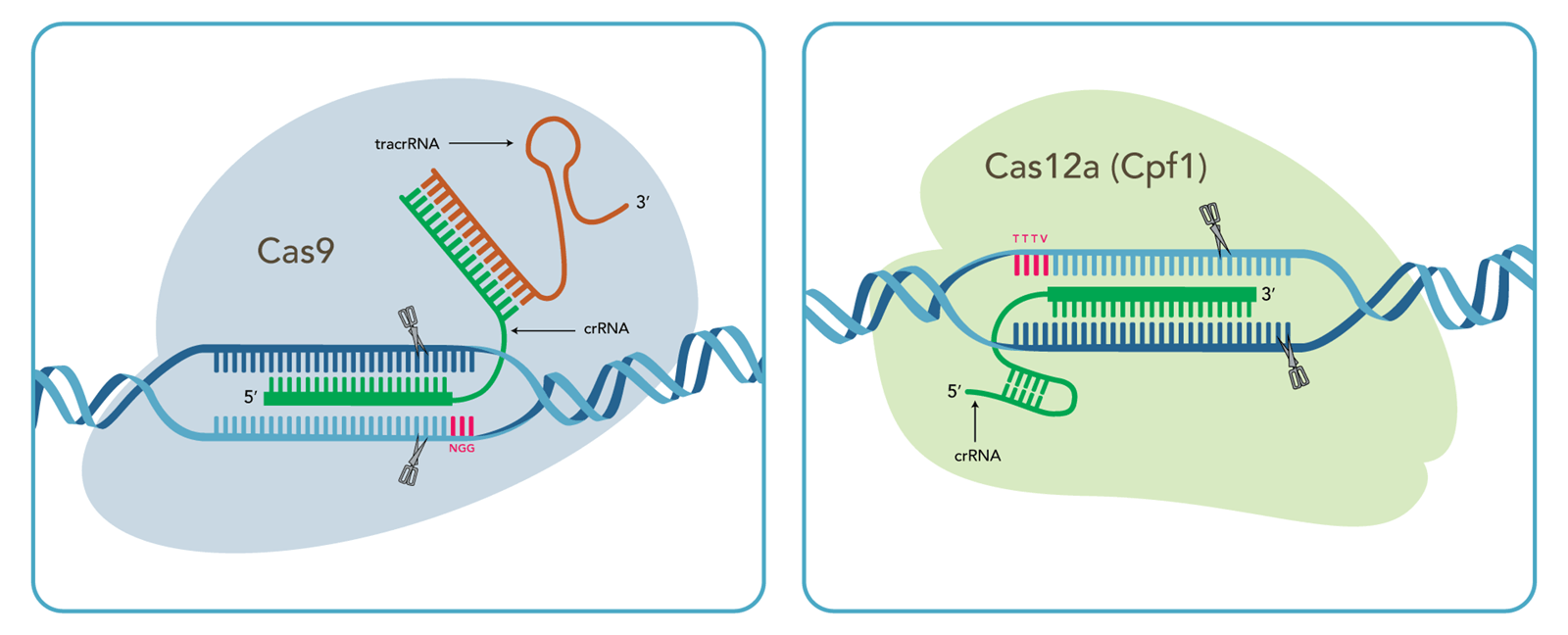 Figures showing difference between Cas9 and Cas12 enzymes