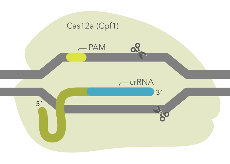 Cas12a (Cpf1) ribonucleoprotein complex