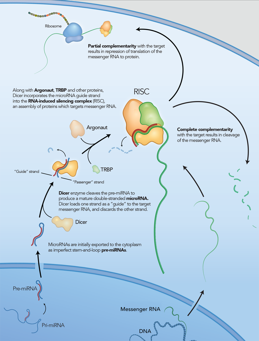 rnai-overview
