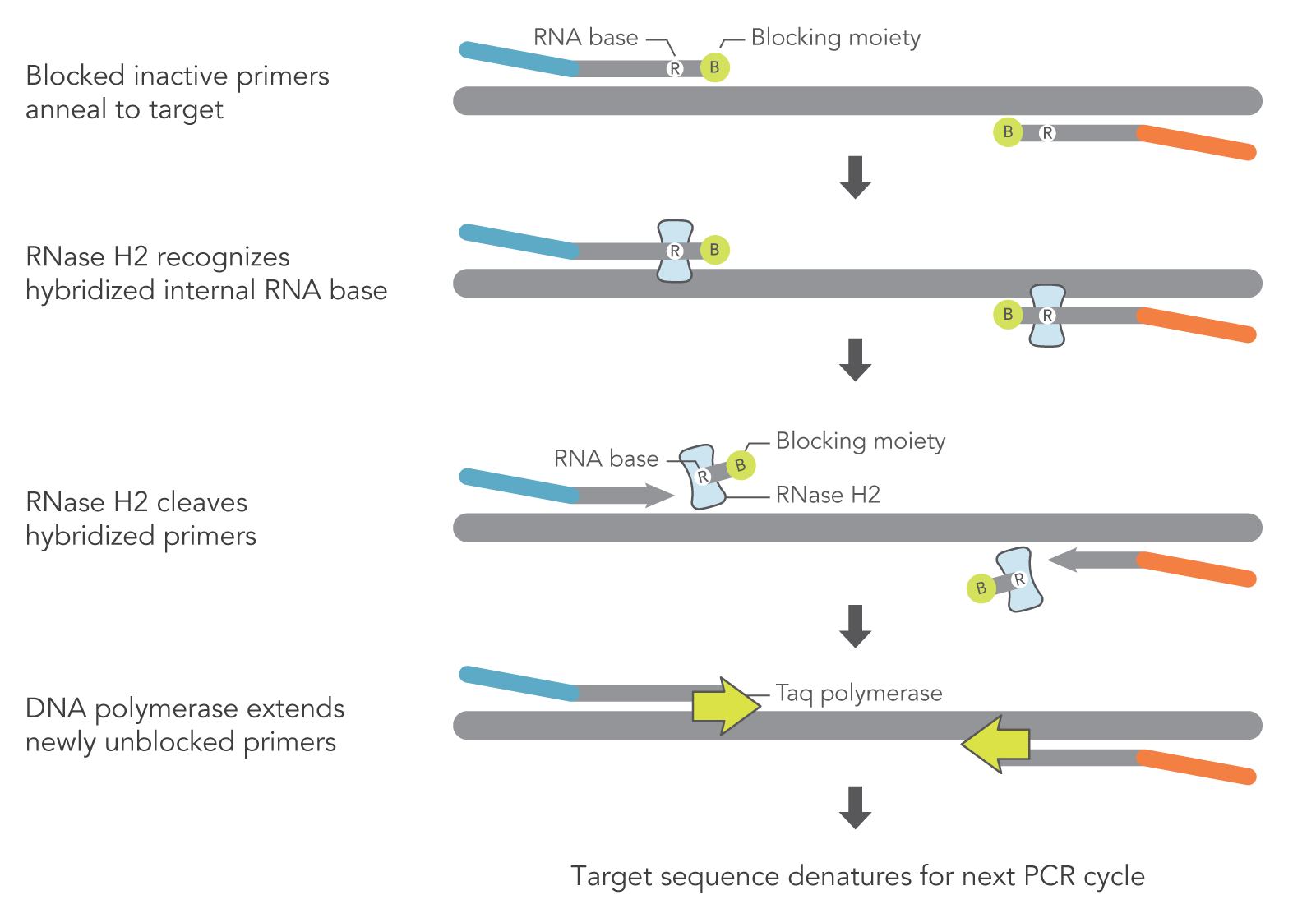 Schematic of how rhAmp PCR works