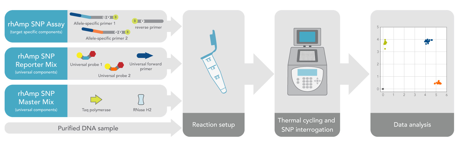 rhAmp genotyping workflow, from reaction setup to thermal cycling and SNP interrogation to data analysis