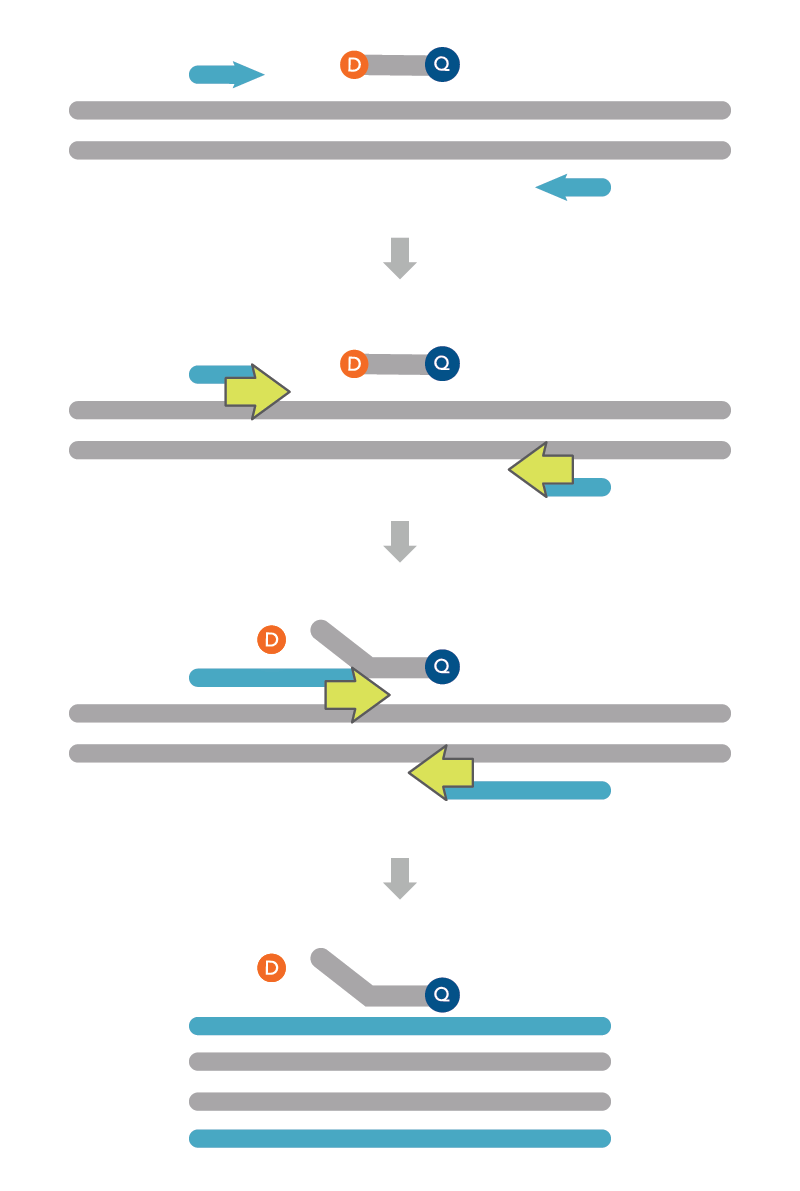 Schematic showing the 4 steps of the 5’ nuclease assay.