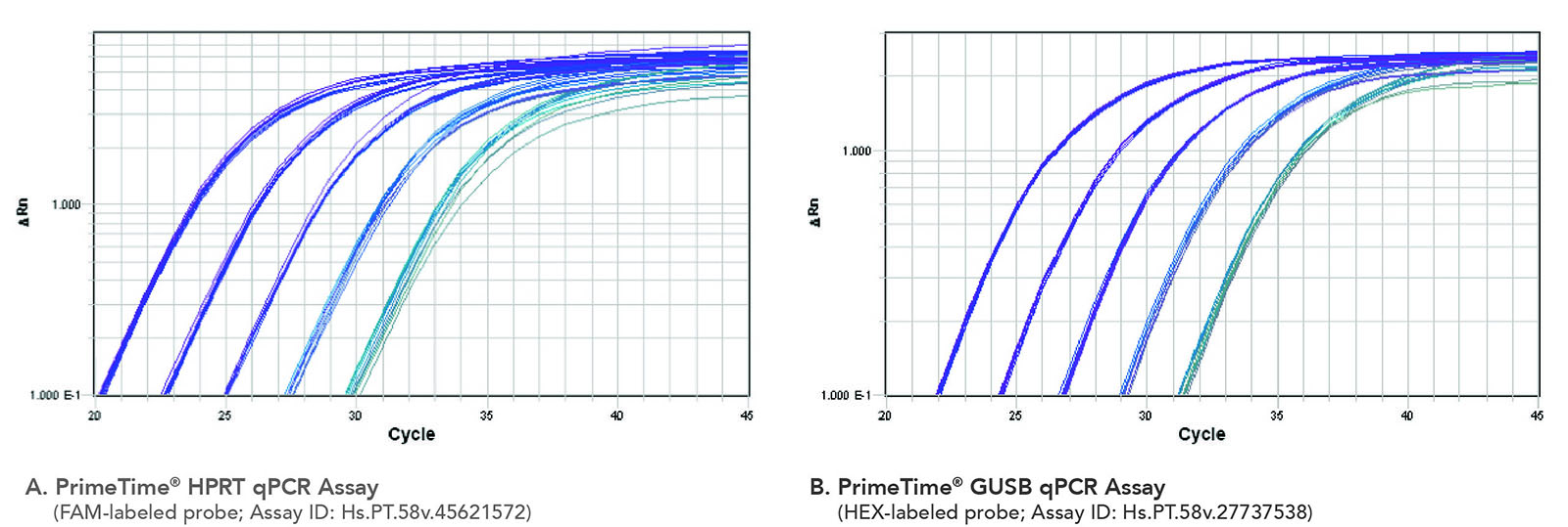 Line charts showing the dRn on the x axis over the amount of cycles on the y axis for the PrimeTime HPRT qPCR Assay, FAM-labeled in the left chart and PrimeTime GUSB qPCR Assay, HEX-labeled in the right chart.